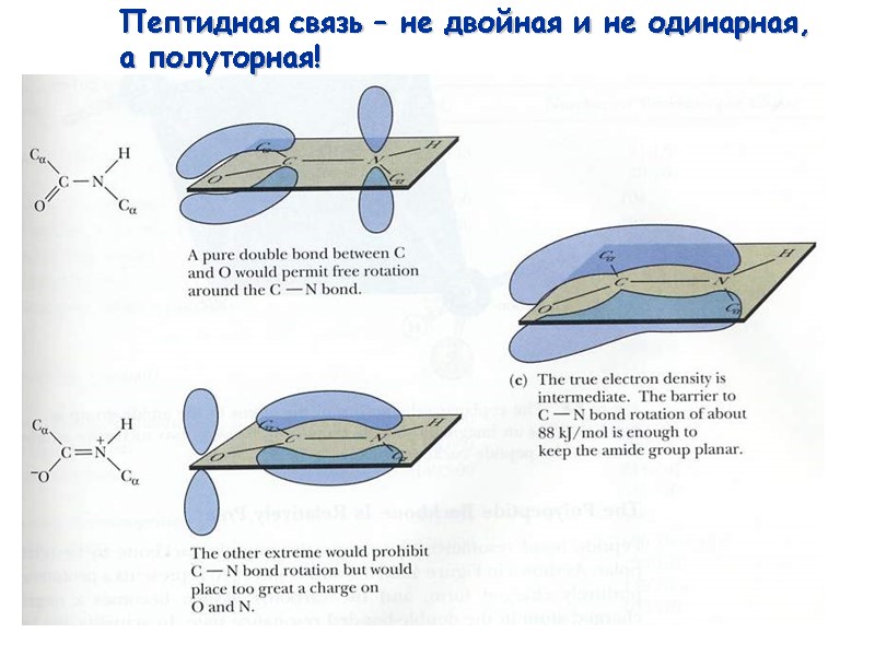 23 Пептидная связь – не двойная и не одинарная,  а полуторная!